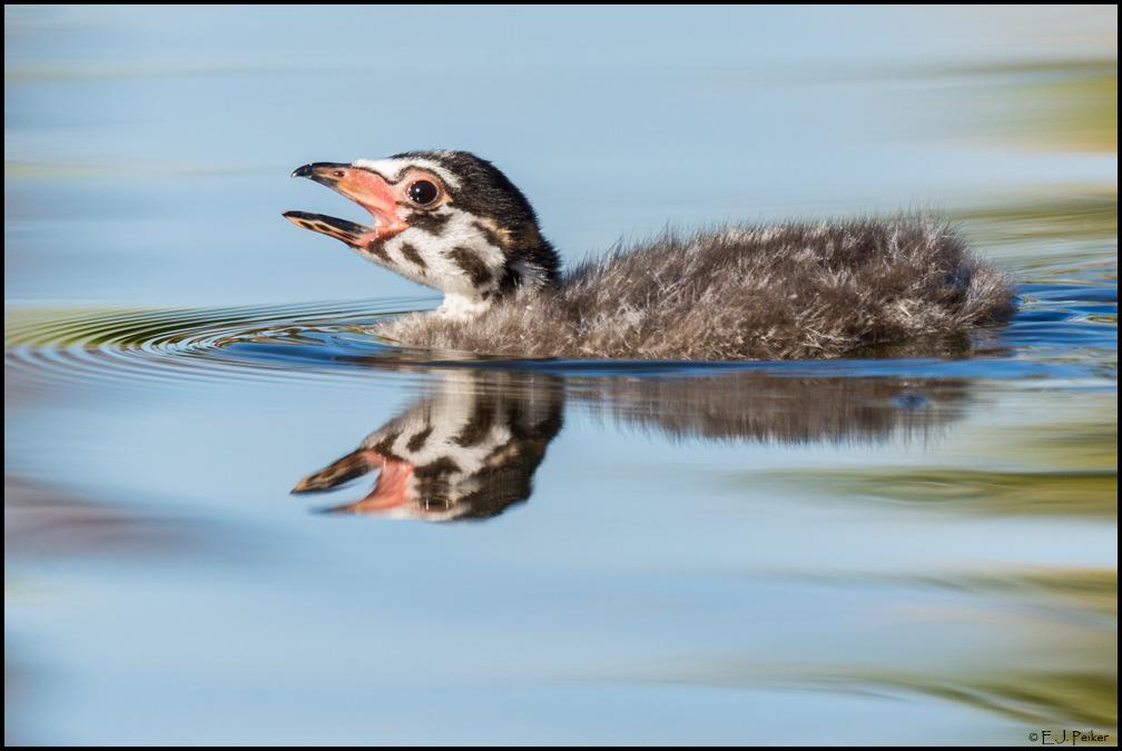 Pied-billed Grebe Chick - D7200, Sigma 150-600 @ 600mm f/8 In The Field Having alleviated any image quality and focus consistency fears, it was time to take the lens out in the field for some real