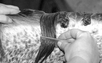 Mane Pulling Just as an artist can t paint without the proper canvas, a braider can t create perfect braids without a properly pulled mane.