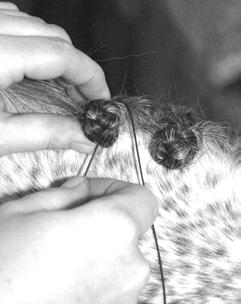 Have the loop of thread you ve formed hanging to the right of the braid.