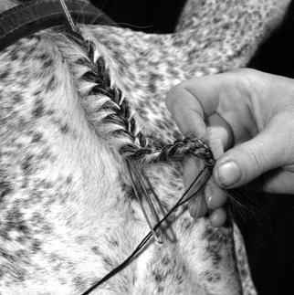 French-braid the forelock, grabbing small sections of each side of hair.