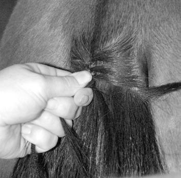 BRAIDING A TAIL A braided tail is the ultimate finishing touch to hunter braids. Putting in a good tail braid takes patience, practice and strong hands.