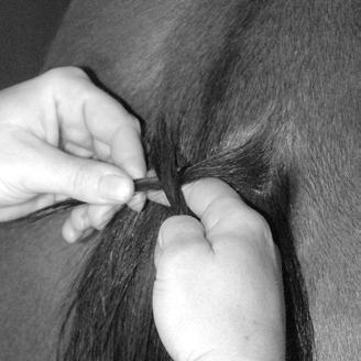 After you re done, wrap the tail braid with an elastic bandage immediately after you re finished braiding, to protect the tail hair. Unwrap it just before you get on to show.