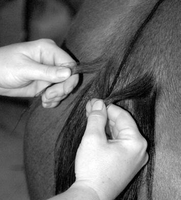 Step 2 Step 1 Comb out your horse s tail thoroughly. If you want to spray it with a detangler, do so only to the bottom of the tail, below the tailbone.