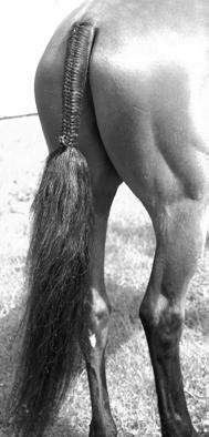 If your horse has a very thick tail, and the braid is growing, drop a little bit of hair out of each section every now and then as you braid down not the section you re pulling a new side section