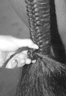 Without letting go of the pinwheel, push your pull-through from one side to the other, just at the bottom of the tail braid, between the last two sections of hair you pulled over, and just under the