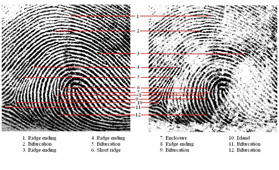 22 Ridge Characteristics The individuality of a fingerprint is not determined by its general shape or pattern but by a careful study of its ridge characteristics or minutiae.