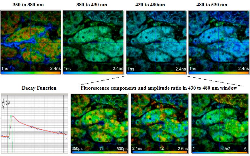 PML-16C User Handbook 33 Fig. 36: Autofluorescence FLIM images of living mouse kidney tissue.