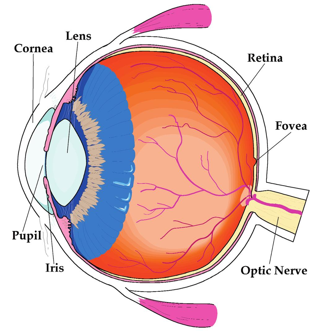 2 Figure 1.1 Schematic diagram of the human eye with some key structrues labeled the optical structure of the human eye with some key features labeled. The human eye acts like a camera.