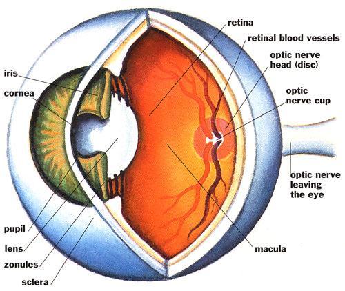 The Human Science eye of and Digital Displays Media Human Visual System Eye