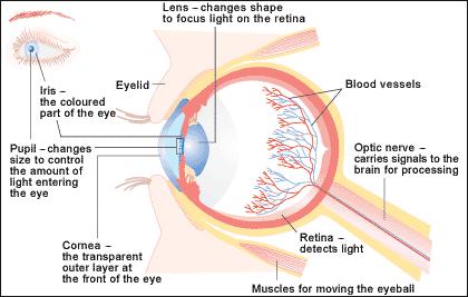 edu/rods-and-cones 7 Fovea In the center of the retina 1 mm in diameter Used for high resolution vision No rods around Makes it easier to see in dark when looking to the side rather than forward 8