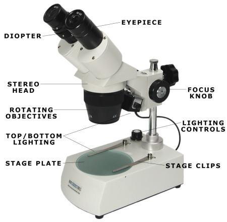 Part 4: THE STEREOSCOPIC DISSECTING MICROSCOPE Up until now you have been exclusively using a compound light microscope.