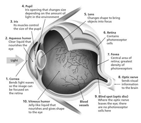 Structure of the Eye Sclera White outerlayer of the eye Structure of the Eye Retina is the final stop for light in the eye and it contains photoreceptors that respond to various light waves Rods:
