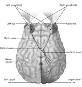 Crossing of the Optic Nerve Light falling on the left side of each eye s retina (from the right visual field, shown in yellow) will stimulate a neural message that will travel along the optic nerve