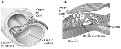 Structure of the Ear The inner ear contains large spaces filled with