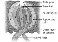 pattern of the hair cells they vibrate The Psychology of Taste