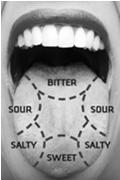mouth that are responsible for sense of taste Taste buds are located