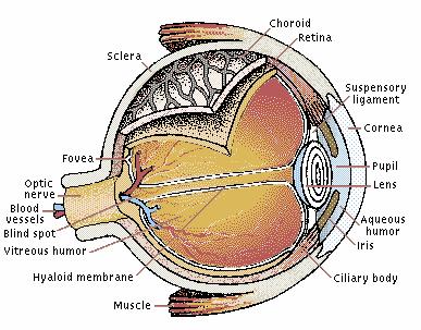The Human Eye Helmoltz s Schematic Eye http://psych.athabascau.
