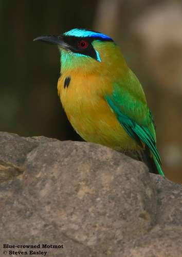 NORTHERN COSTA RICA Cloud Forest, Volcanoes & Wetlands BIRD TREKS Saturday, 27 December 2014 to Sunday, 4 January 2015: 9 days & 8 nights Tour Guide is STEVEN EASLEY This New Year s Holiday Tour is