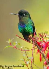 NORTHERN COSTA RICA 27 Dec 2014 4 Jan 2015 Fiery - throated Hummingbird - - Steven Easley, tour leader Day Date Agenda 1 27 Dec Arrive in Costa Rica Upon arrival at the San Jose Airport, you will be