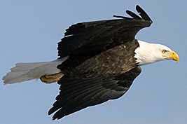 With keen eyes, swift wings, and sharp talons, the bald eagle represents a young nation that is vigilant and