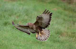 Buzzard, Common Buteo buteo UK population estimate In 2000 the UK population was estimated at approximately 14,200 pairs in 31,100-44,000 territories.