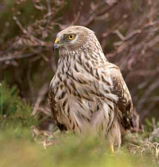 Harrier, Hen Circus cyaneus UK population estimate The UK population, including the Isle of Man, is thought to be about 800 breeding pairs (BTO) Overview The Hen Harrier is the most persecuted bird