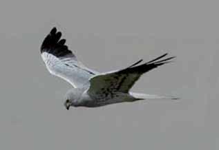 Harrier, Montagu s Circus pygargus National threat assessment In Western Europe approximately 75% of Montagu s Harriers nest in cereal crops and whilst this generally allows them to produce more