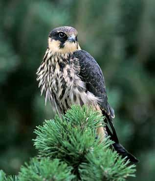Hobby Falco subbuteo Overview The Hobby is a summer visitor to the UK arriving from late April onwards. In the mid 20th century the population was estimated at only 60-90 pairs.