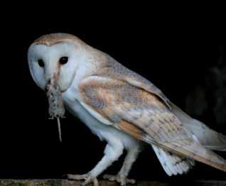 Owl, Barn Tyto alba may also have contributed to a reduction of suitable nesting opportunities. Estimates of the size of the Barn Owl population were made during the 1930 s and again in the 1980 s.