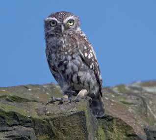 Owl, Little Athene noctua Overview Fossil records found in Derbyshire dating from c0.5 million years ago reveal that the Little Owl was once a native species in the UK.