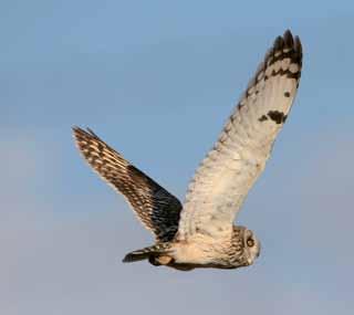 Owl, Short-eared Asio flammeus UK population estimate The current estimate is 2,300 pairs (summer) (BTO) Overview Short-eared Owls are widespread across the uplands of the UK but they have always