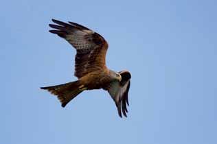 Red Kite Milvus milvus The Red Kite fulfilled all of the IUCN criteria for re-introduction and action was instigated to re-introduce the species to suitable habitat in England and Scotland.