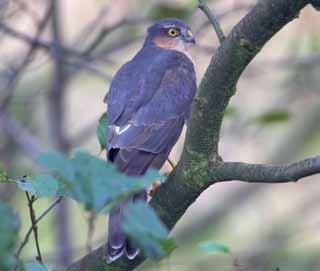 Sparrowhawk, Eurasian Accipiter nisus Overview Sparrowhawks are found throughout the UK. The species was persecuted during the 1800 s when they were targeted by game managers and trophy hunters.
