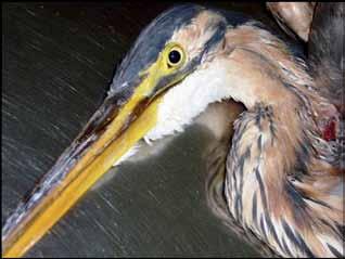 Purple Heron A species of Conservation Concern in Europe, was recovered in September 2010. X-rays revealed that the bird had been shot. Photograph: courtesy of Nadja Tschovikov.