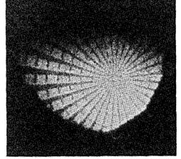 Letters 17, 754 (1992) Reflection mode imaging Imaging with a 18.2 nm recombination laser Spatial resolution of ~ 0.7 µm D.S. DiCicco et al., Opt.