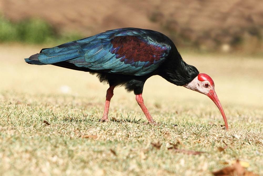 Rockjumper Family Birding Weekend Central Drakensberg, KwaZulu-Natal 23 rd to 25 th February 2018 Southern Bald Ibis by Adam Riley RATES FOR THE WEEKEND 2 night s Accommodation: Adults at R2910.