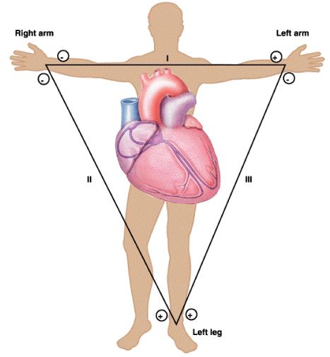 Y I X II III Figure 2: System of limb lead ECG.