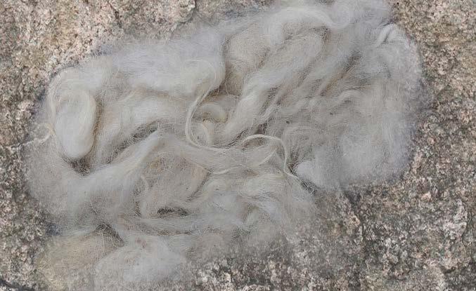 Himalayan wool Very fine wool from the Himalayan
