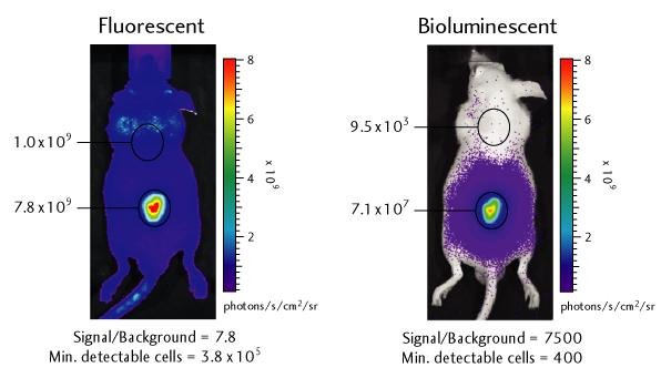 Figure 18 shows a comparison of fluorescence and luminescence emission in vivo.