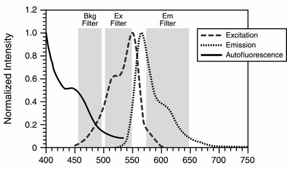 Figure 21 Spectral data describing the autofluorescent subtraction technique using a background filter.