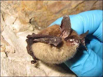 Northern Long-Eared Bat Listed at Threatened on April 2, 2015 Petitioned listing action due to disease.