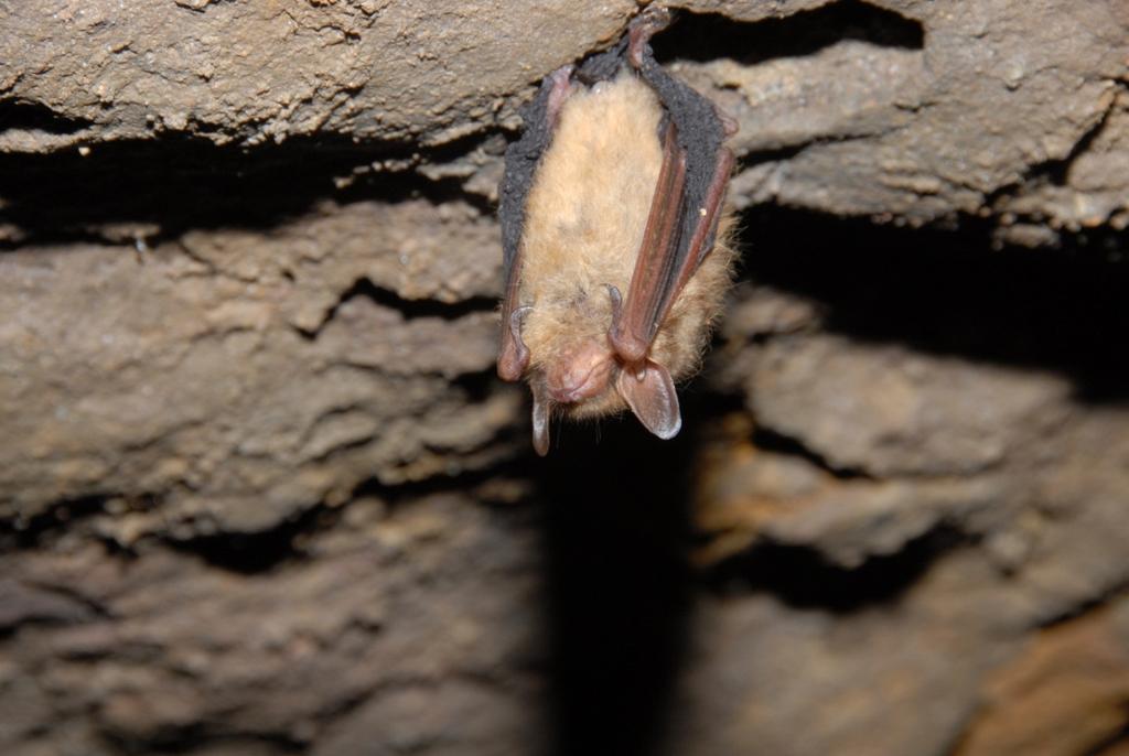 Tri-Colored Bat USFWS is working on a status review due to WNS No estimate