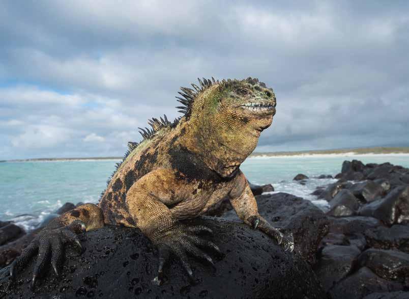 ULTIMATE GALAPAGOS PHOTO TOUR August 16 31,