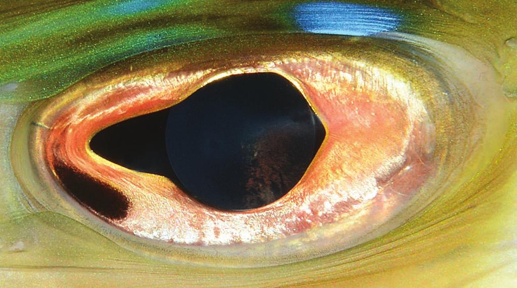 The Aquatic Eye