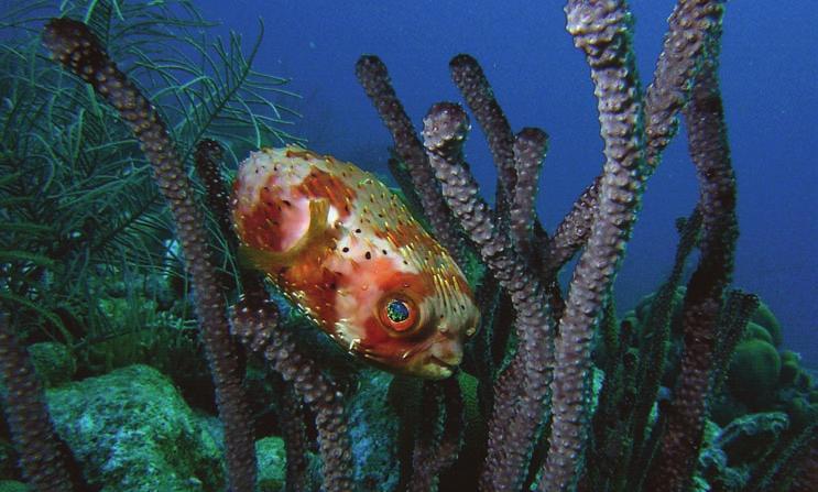 Balloonfish, Curacao, 2005 Why do some fishes have shimmering or sparkling eyes? Iridescence is a type of structural coloration that applies to surfaces that change in color with viewing angle.