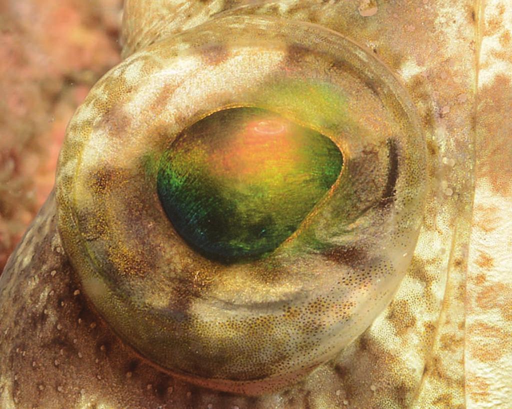 Corneal iridescence Jawfish,