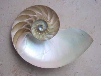 9 4. GOLDEN SPIRAL Take a close look at the nautilus shell or the head of a sunflower.