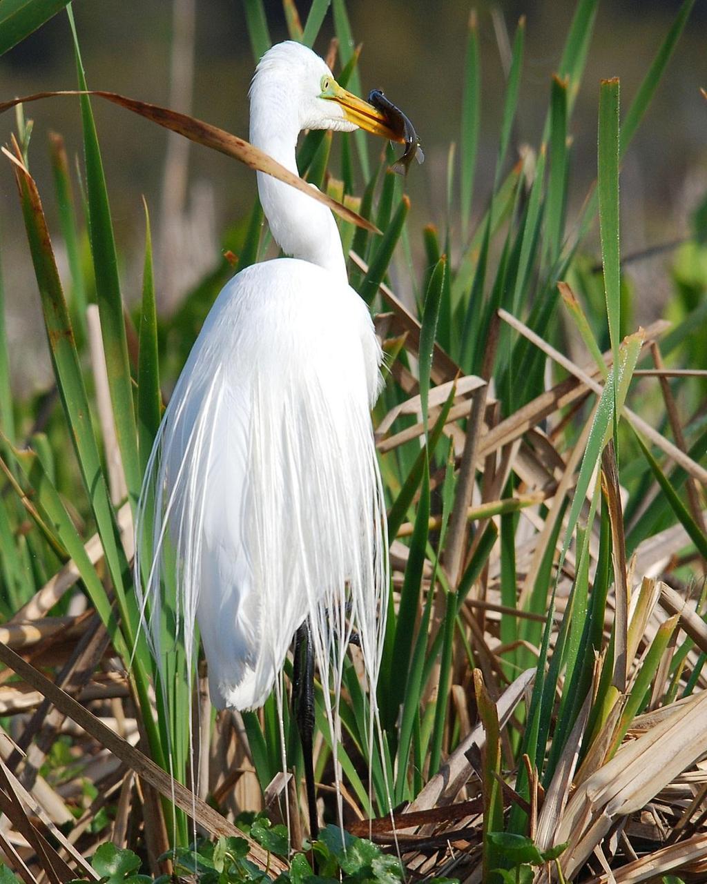 Great Egret with