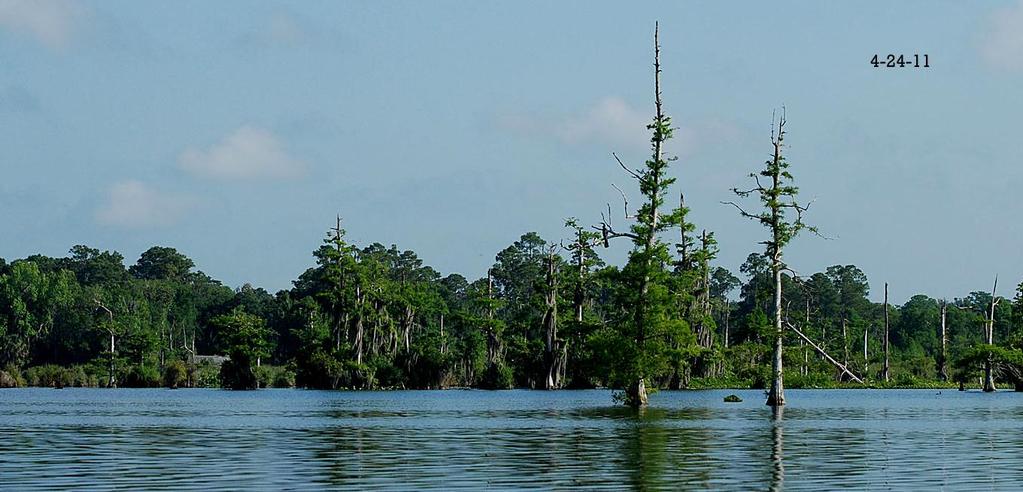 In 2010 Lake Rousseau was identified as an area of major significance for wading nesting birds in Florida.