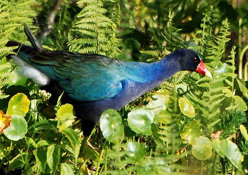Gallinules also need protection